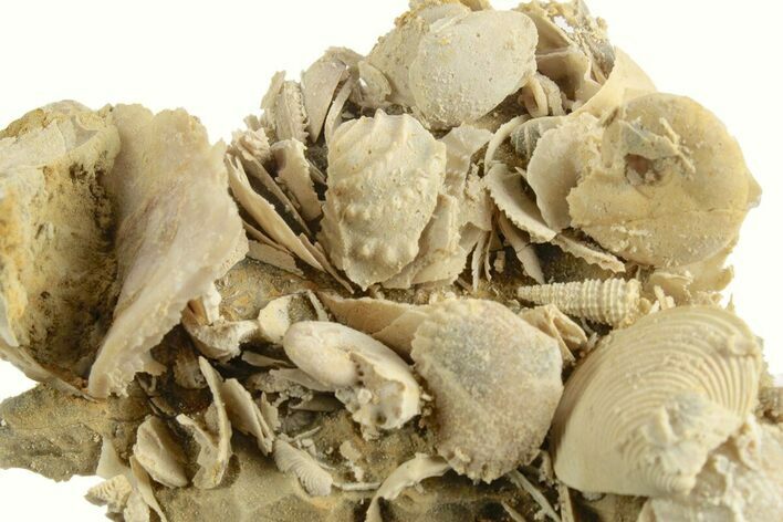 Miniature Fossil Cluster (Ammonites, Brachiopods) - France #248427